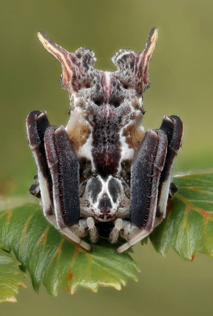 Celaenia sp, Narara NSW © Michael Doe