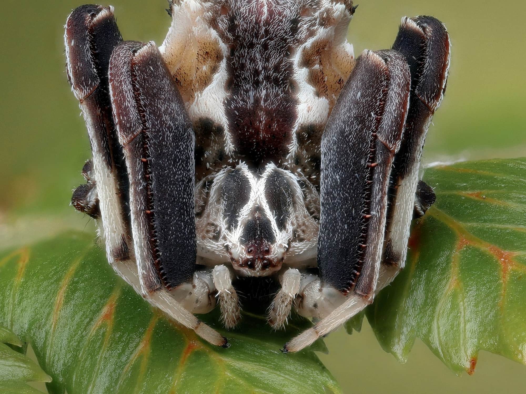 Celaenia sp, Narara NSW © Michael Doe