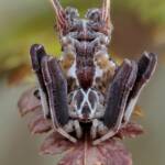 Celaenia sp, Narara NSW © Michael Doe