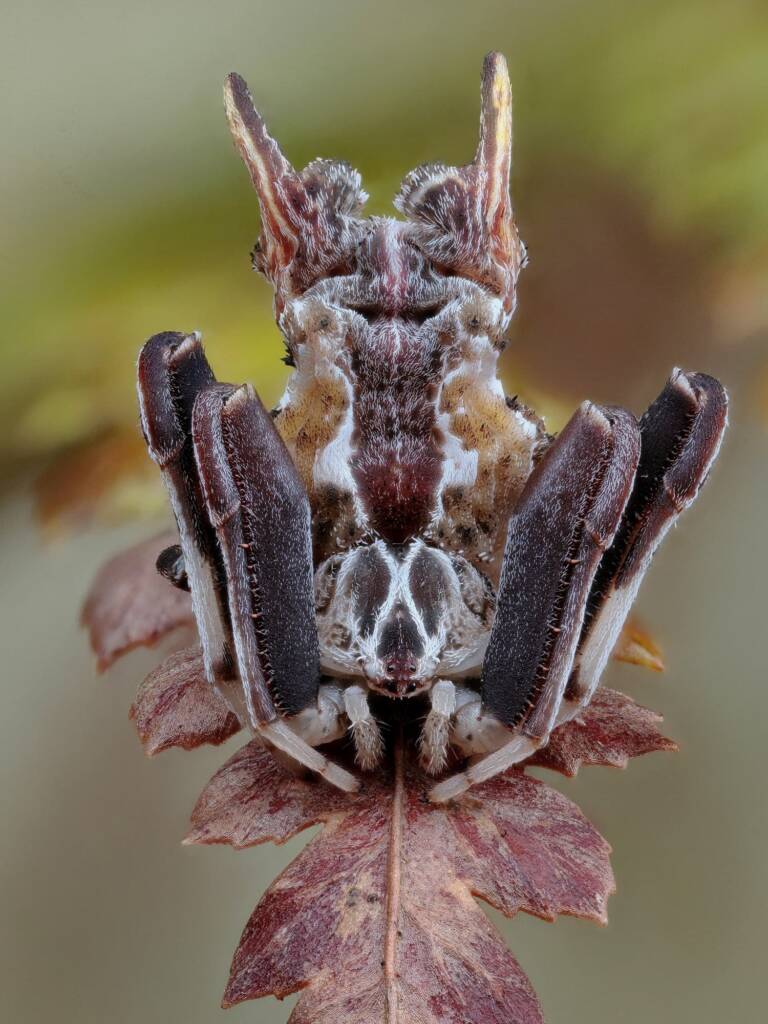 Celaenia sp, Narara NSW © Michael Doe