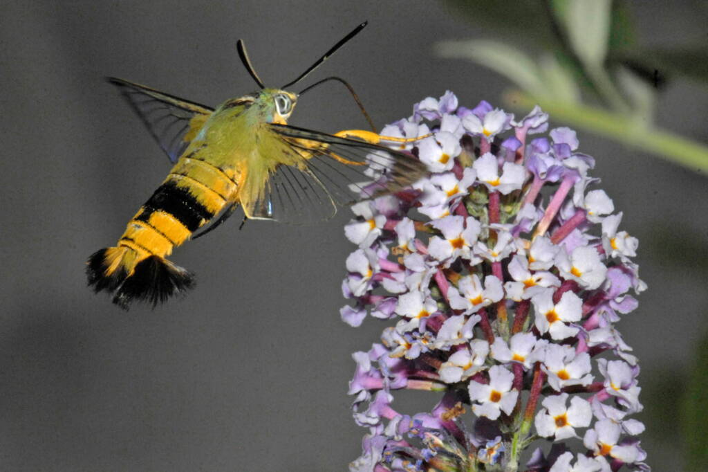 Day Flying Hawk Moth (Cephonodes kingii), Photo by Bob Luttrell (on my Buddleja), Ballandean QLD © Marc Newman