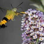 Day Flying Hawk Moth (Cephonodes kingii), Photo by Bob Luttrell (on my Buddleja), Ballandean QLD © Marc Newman
