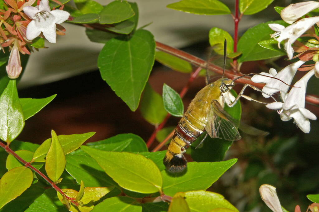 Day Flying Hawk Moth (Cephonodes kingii), Ballandean QLD © Marc Newman