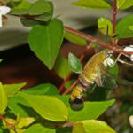 Day Flying Hawk Moth (Cephonodes kingii), Ballandean QLD © Marc Newman