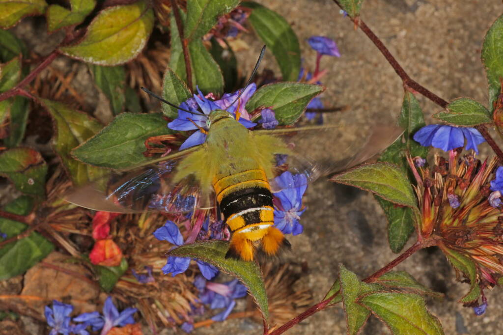 Day Flying Hawk Moth (Cephonodes kingii) on Chinese Plumbago, Ballandean QLD © Marc Newman