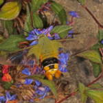 Day Flying Hawk Moth (Cephonodes kingii) on Chinese Plumbago, Ballandean QLD © Marc Newman
