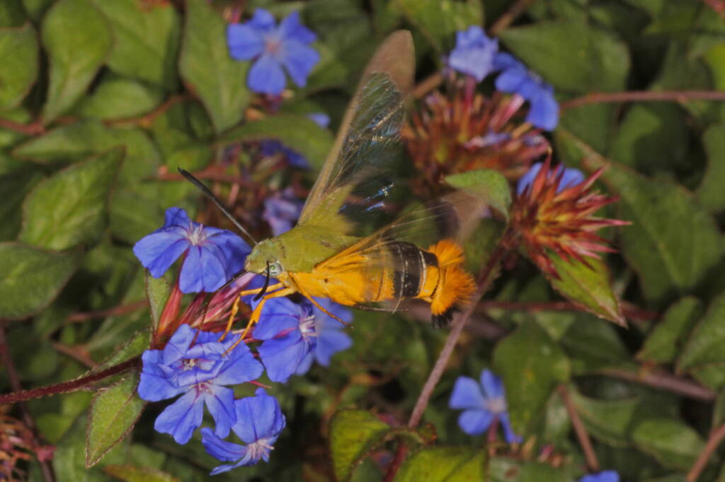 Day Flying Hawk Moth (Cephonodes kingii) on Chinese Plumbago, Ballandean QLD © Marc Newman