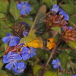 Day Flying Hawk Moth (Cephonodes kingii) on Chinese Plumbago, Ballandean QLD © Marc Newman