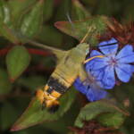 Day Flying Hawk Moth (Cephonodes kingii) on Chinese Plumbago, Ballandean QLD © Marc Newman
