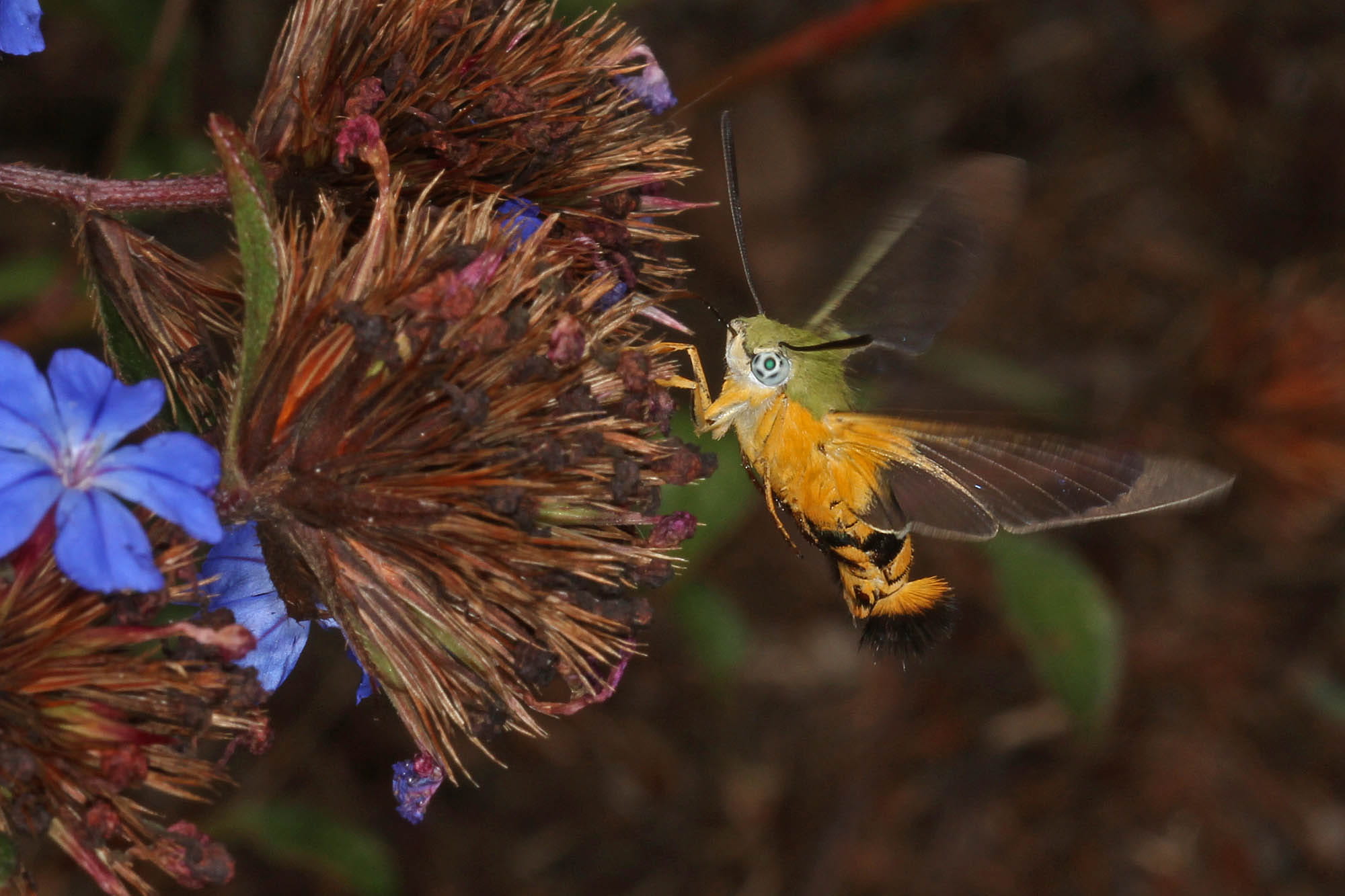 Day Flying Hawk Moth (Cephonodes kingii) on Chinese Plumbago, Ballandean QLD © Marc Newman