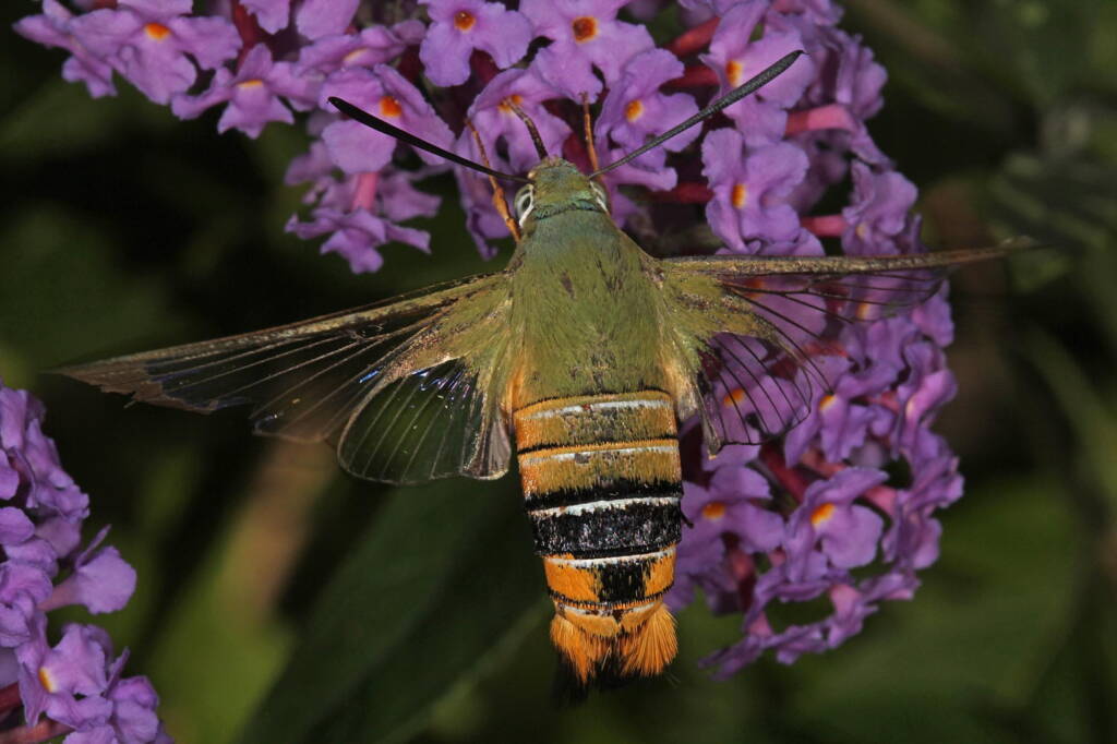 Day Flying Hawk Moth (Cephonodes kingii) on Buddleja, Ballandean QLD © Marc Newman