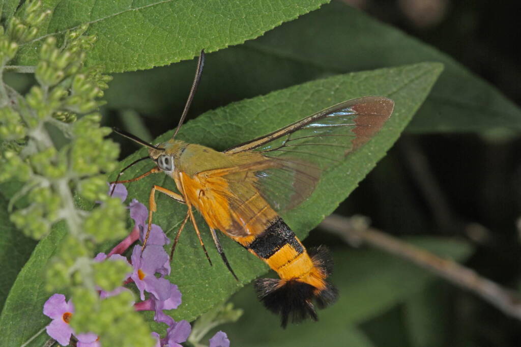 Day Flying Hawk Moth (Cephonodes kingii) on Buddleja, Ballandean QLD © Marc Newman