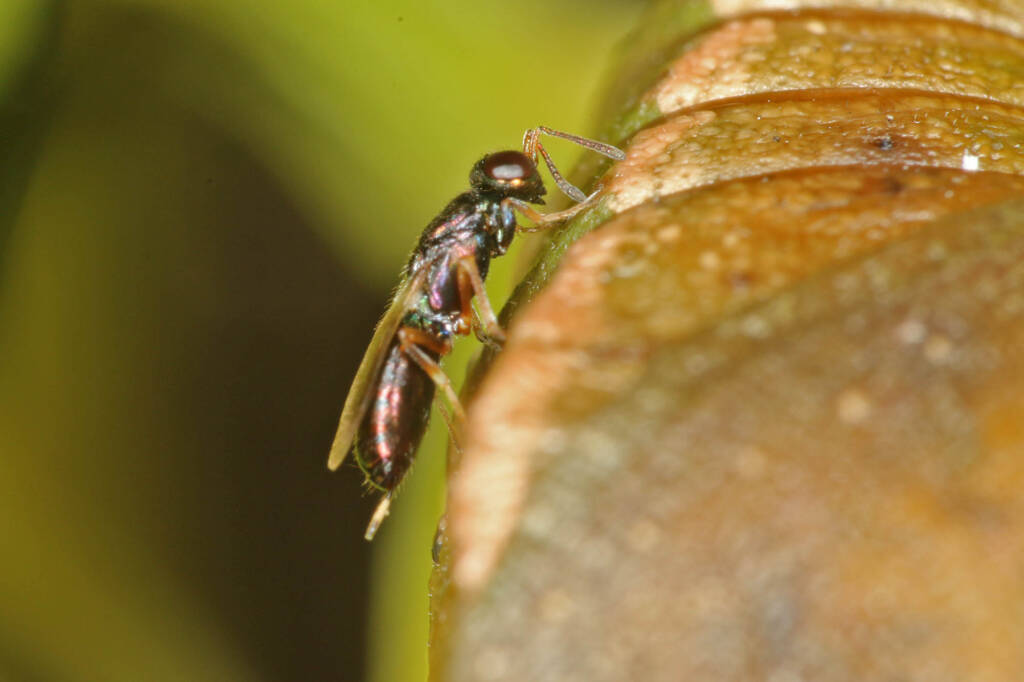 Tiny Chalcid Wasp (family Eupelmidae) parasitising chrysalis of Papilio aegeus aegeus (Orchard Butterfly), Ballandean QLD © Marc Newman