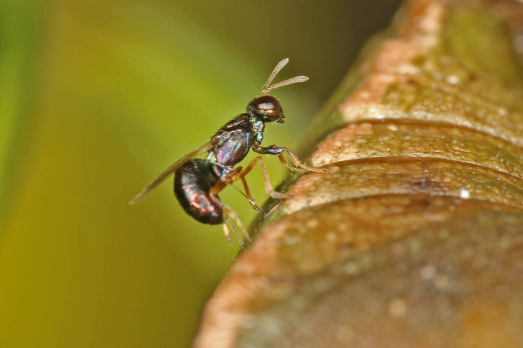 Tiny Chalcid Wasp (family Eupelmidae) parasitising chrysalis of Papilio aegeus aegeus (Orchard Butterfly), Ballandean QLD © Marc Newman