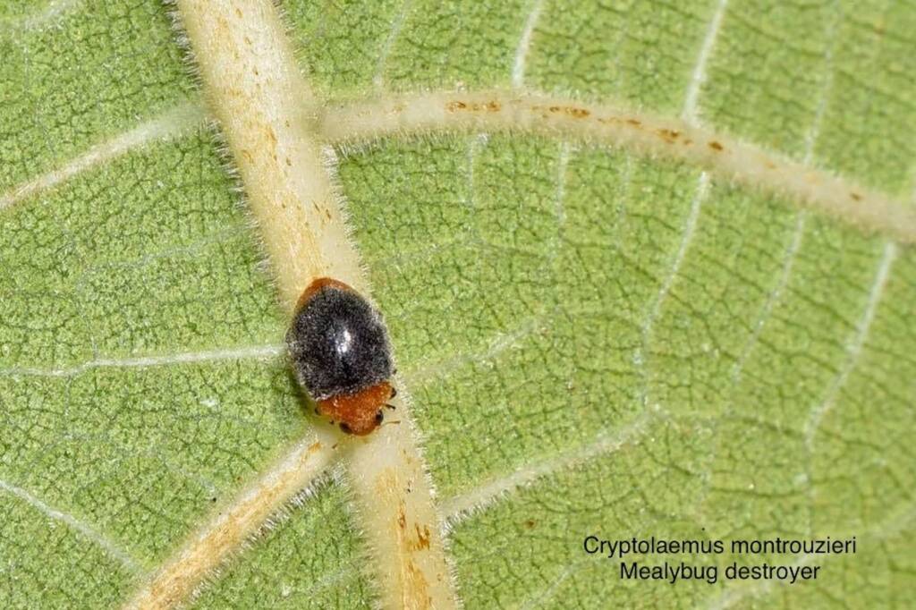 Cryptolaemus montrouzieri (Mealybug Destroyer Beetle), Swan WA © Jean and Fred Hort