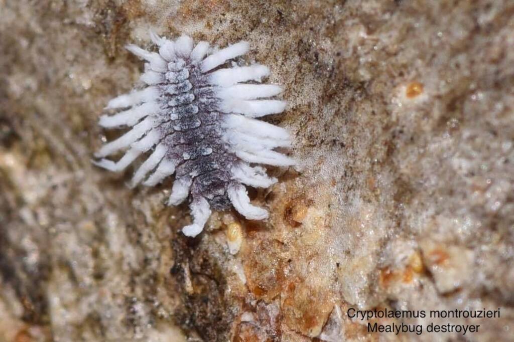 Cryptolaemus montrouzieri (Mealybug Destroyer Beetle), Swan WA © Jean and Fred Hort
