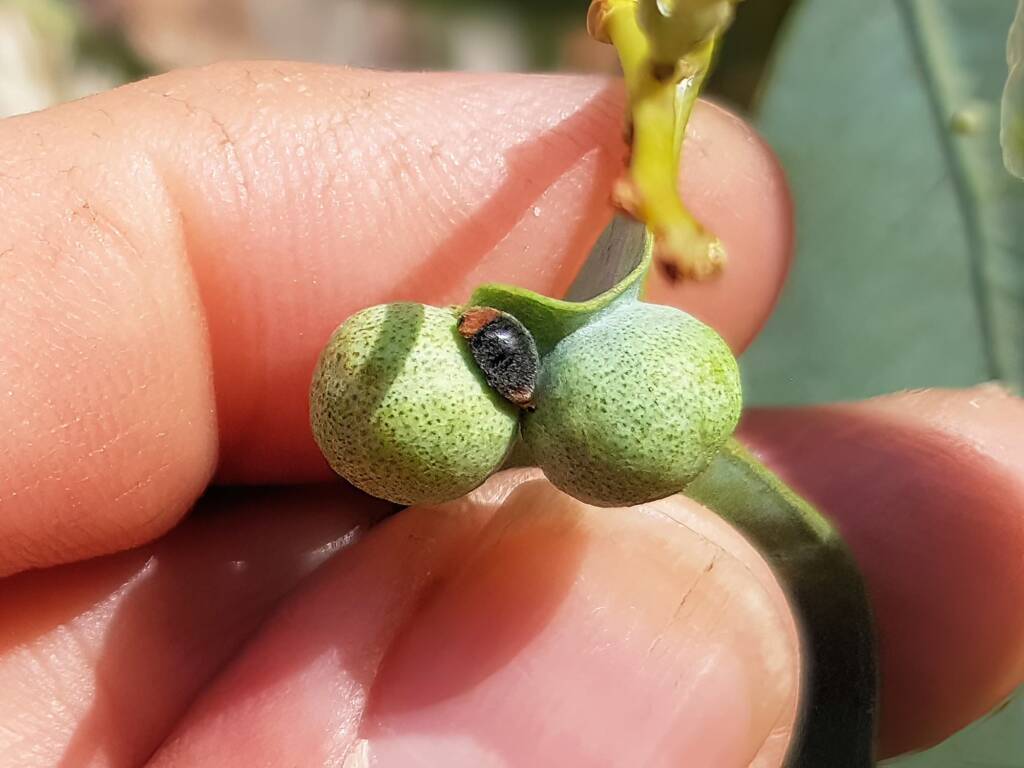 Cryptolaemus montrouzieri (Mealybug Destroyer Beetle), Alice Springs NT