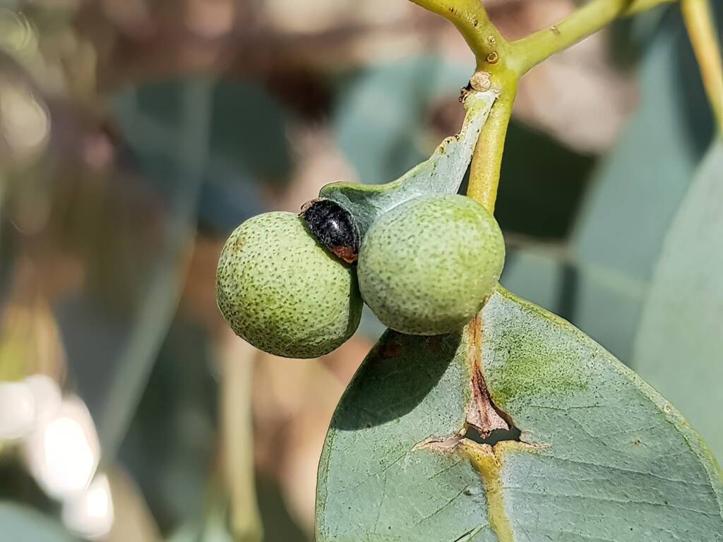 Cryptolaemus montrouzieri (Mealybug Destroyer Beetle), Alice Springs NT
