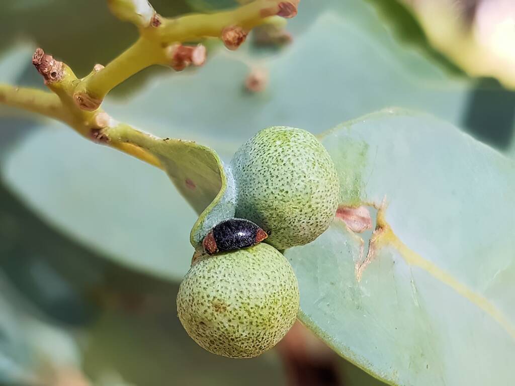 Cryptolaemus montrouzieri (Mealybug Destroyer Beetle), Alice Springs NT