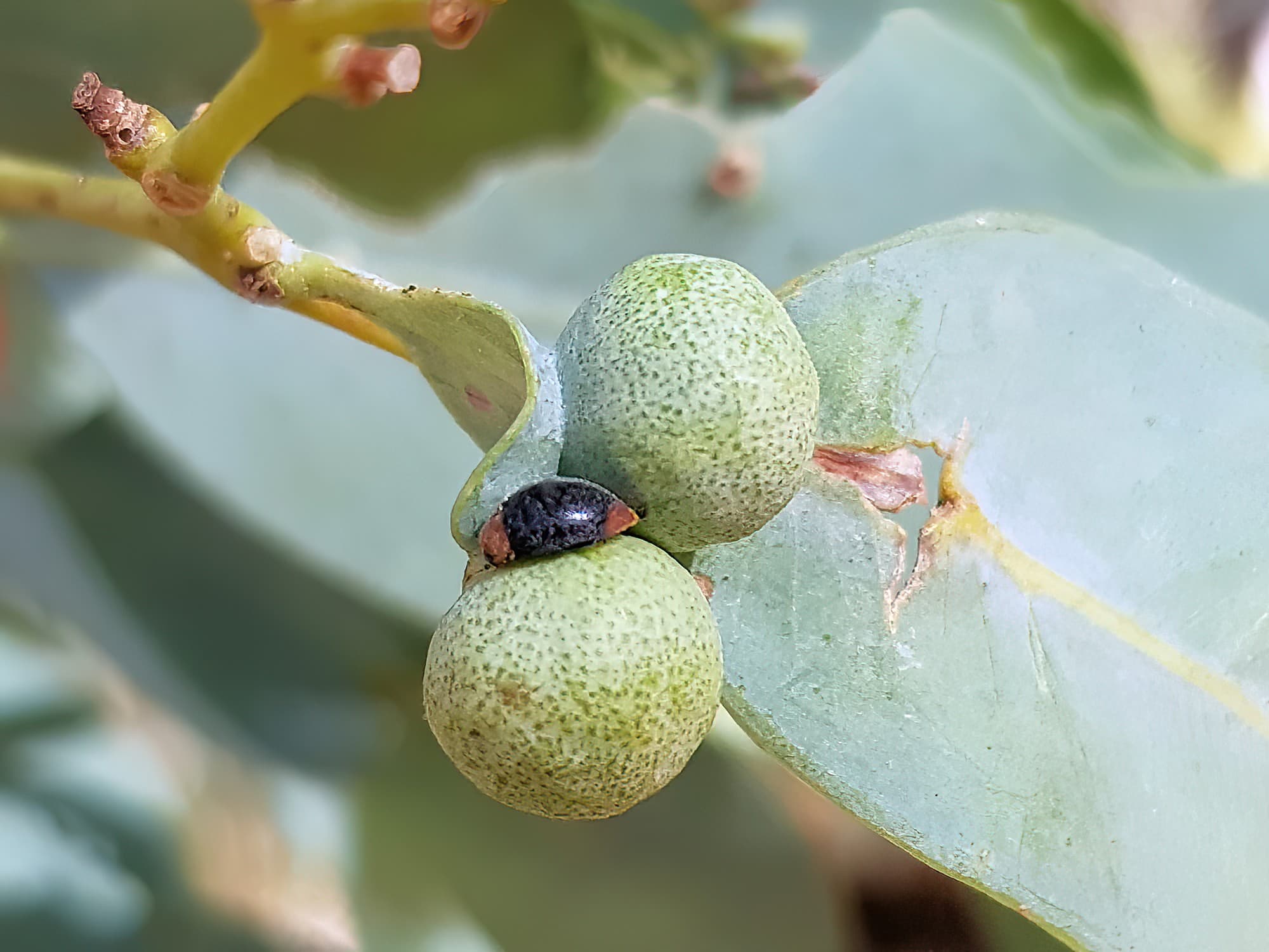Cryptolaemus montrouzieri (Mealybug Destroyer Beetle), Alice Springs NT