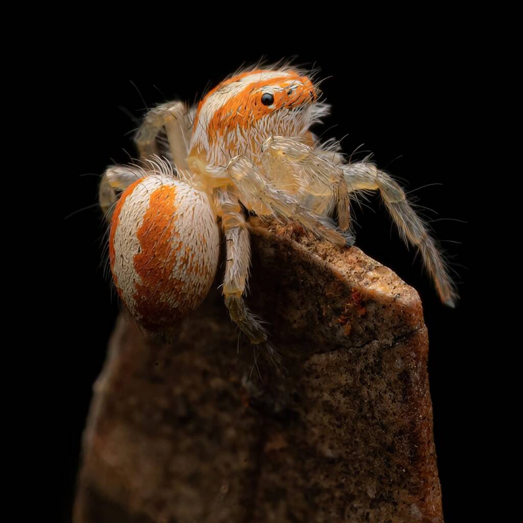 Cytaea sp (family Salticidae, Jumping Spiders), Alice Springs NT © Fin J Bowles
