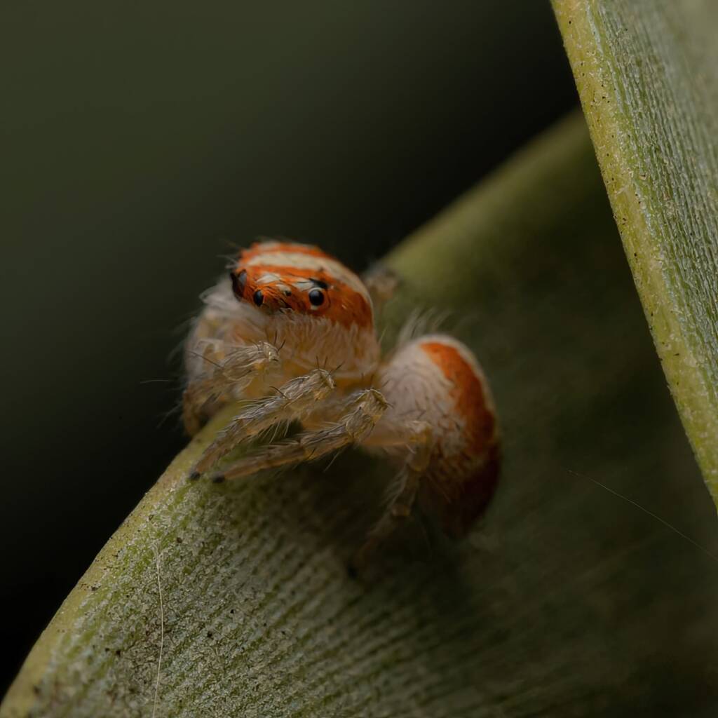 Cytaea sp (family Salticidae, Jumping Spiders), Alice Springs NT © Fin J Bowles