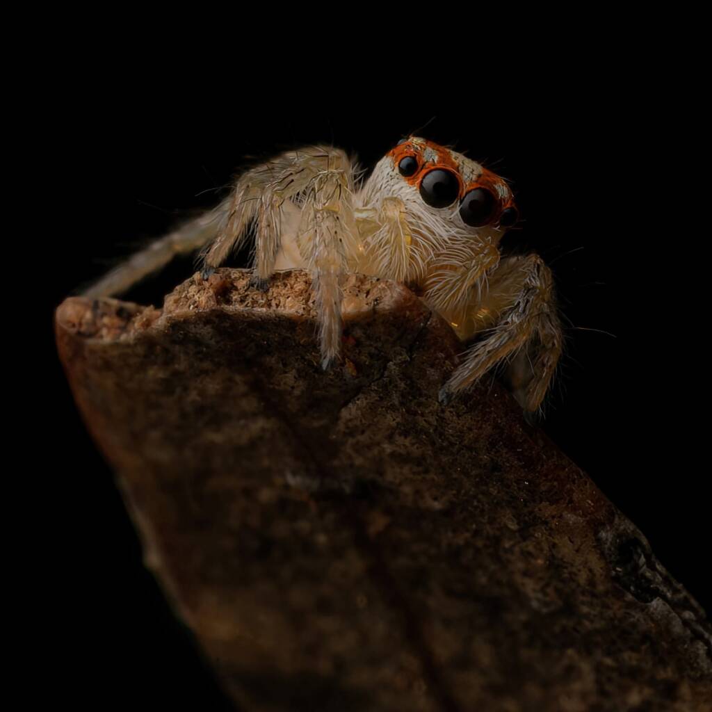 Cytaea sp (family Salticidae, Jumping Spiders), Alice Springs NT © Fin J Bowles
