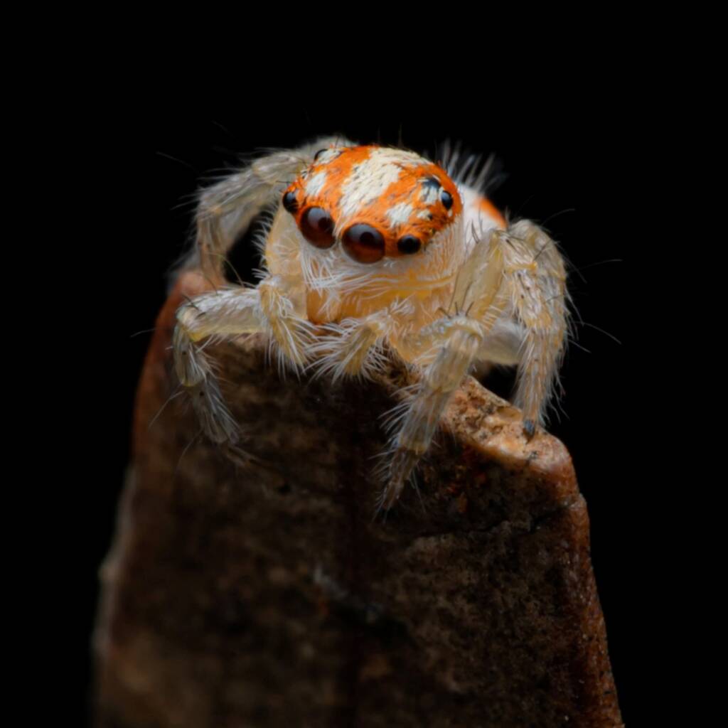 Cytaea sp (family Salticidae, Jumping Spiders), Alice Springs NT © Fin J Bowles