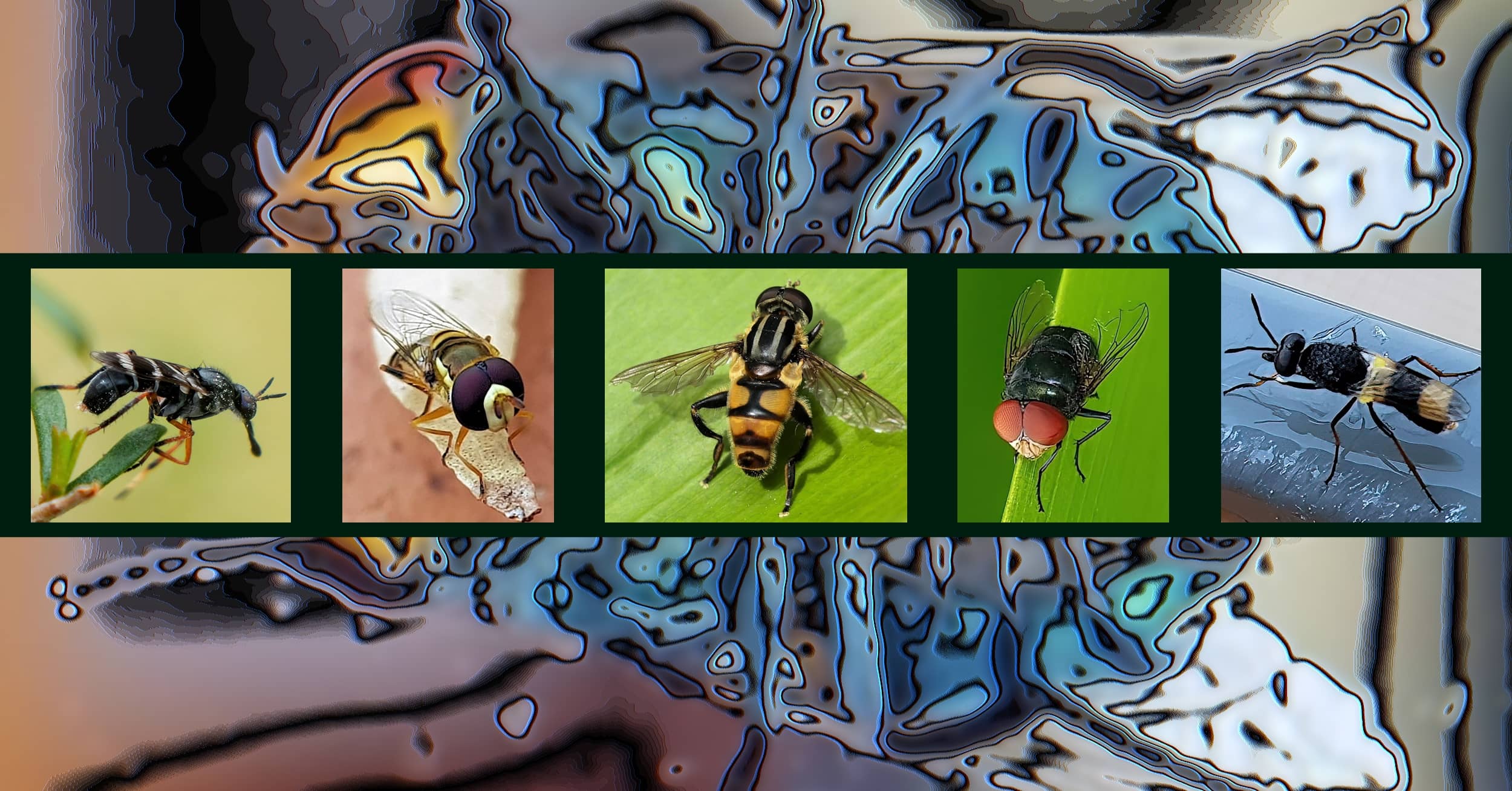 Diptera - Australia - Ausemade filmstrip