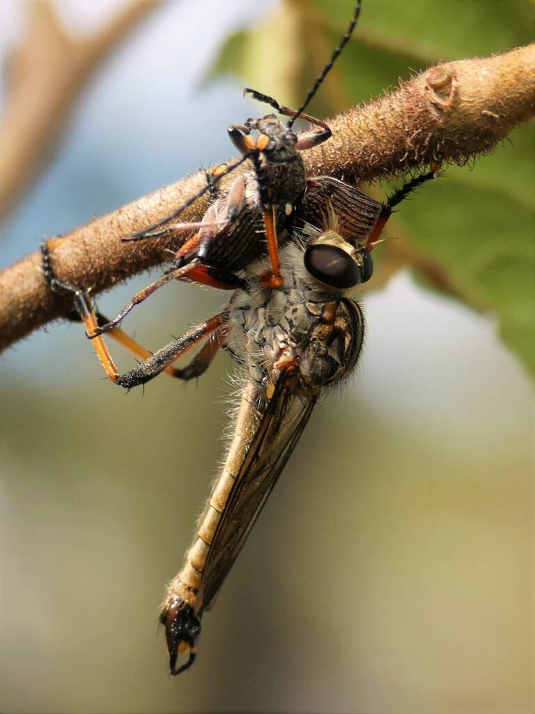 Robbery fly with prey (genus Dolopus), Gold Coast QLD © Stefan Jones