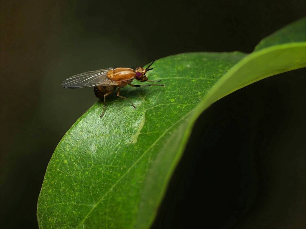 Vinegar Fly (Drosophila melanogaster), Gold Coast QLD © Stefan Jones