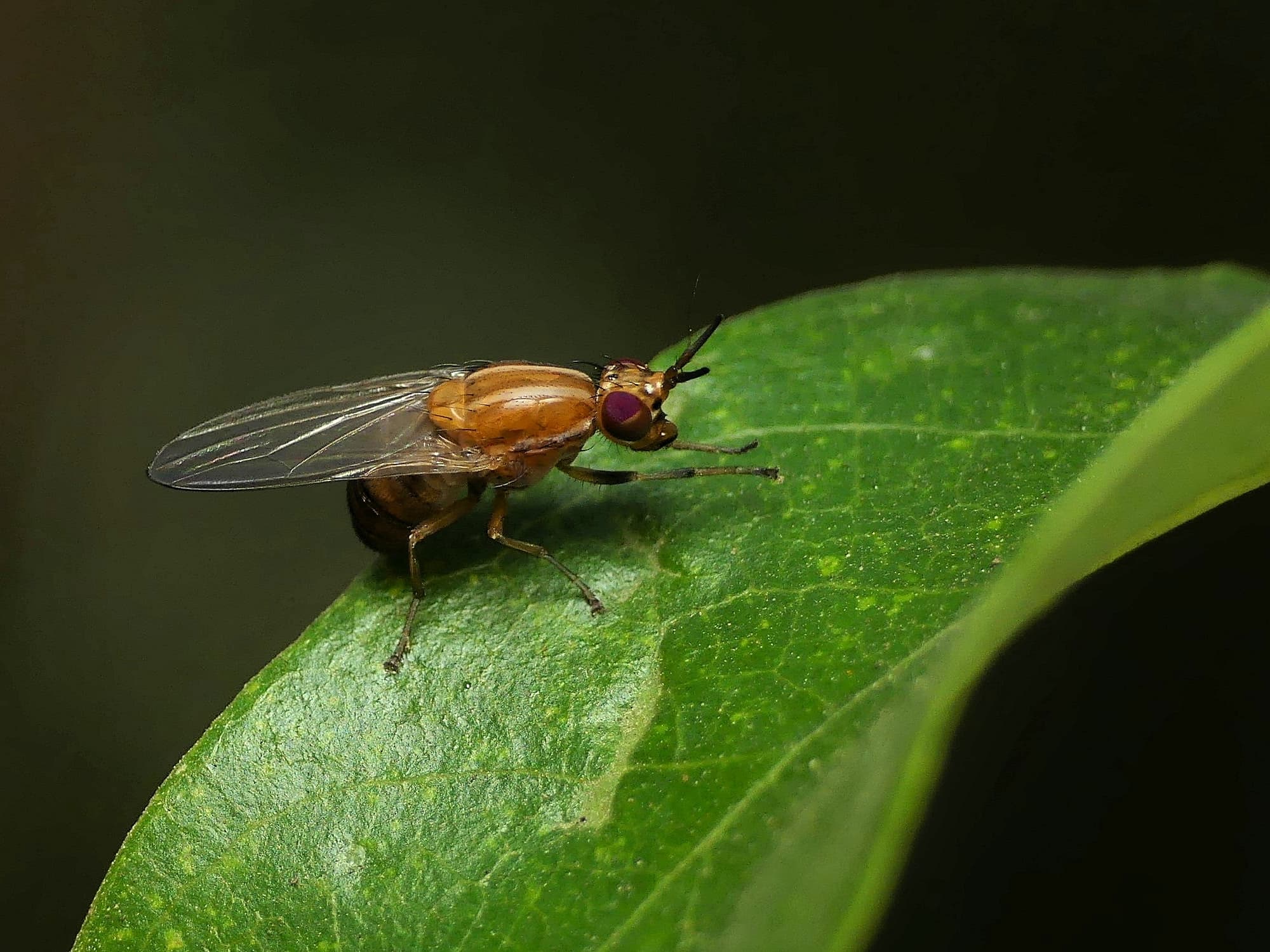 Vinegar Fly (Drosophila melanogaster), Gold Coast QLD © Stefan Jones