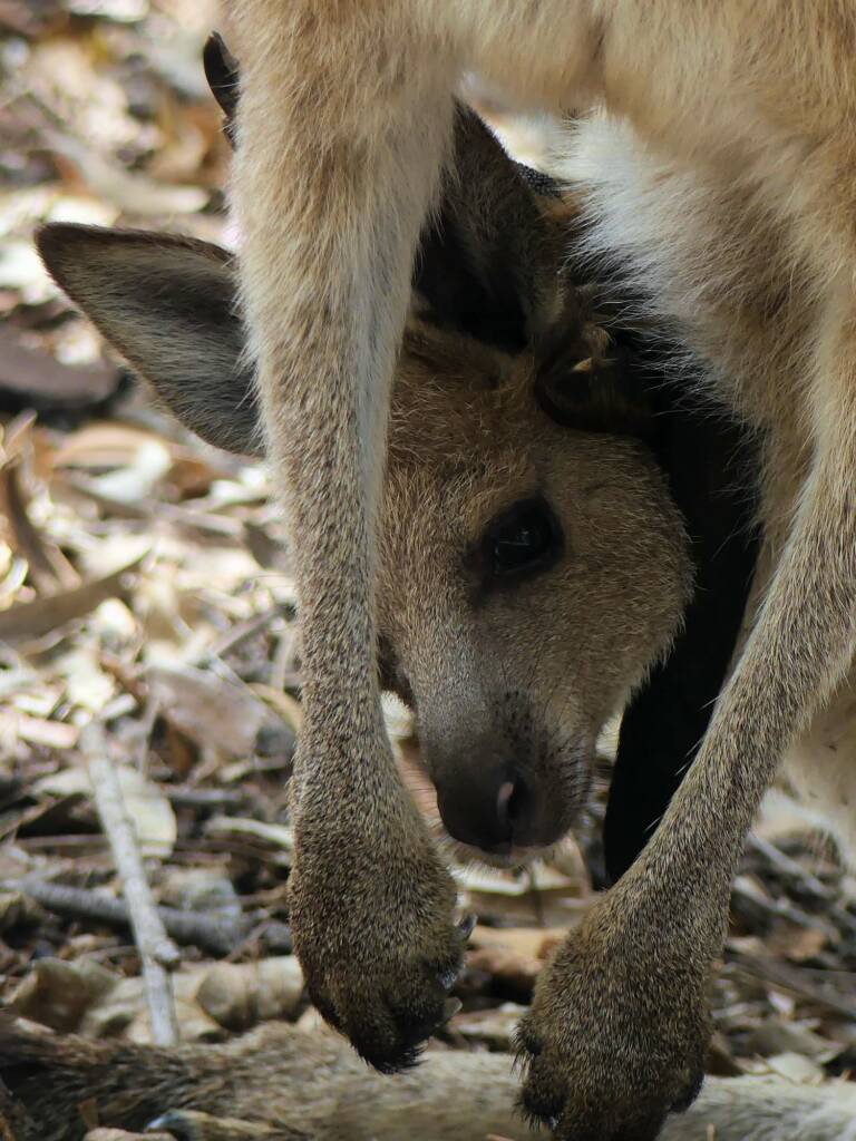 Juvenile Eastern Grey Kangaroo (Macropus giganteus), Gold Coast QLD © Stefan Jones