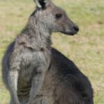 Eastern Grey Kangaroo (Macropus giganteus), Gold Coast QLD © Stefan Jones