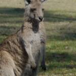 Eastern Grey Kangaroo (Macropus giganteus), Gold Coast QLD © Stefan Jones