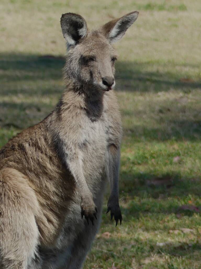Eastern Grey Kangaroo (Macropus giganteus), Gold Coast QLD © Stefan Jones