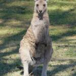 Female Eastern Grey Kangaroo (Macropus giganteus), Gold Coast QLD © Stefan Jones