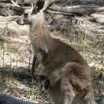 Mother and juvenile Eastern Grey Kangaroo (Macropus giganteus), Gold Coast QLD © Stefan Jones