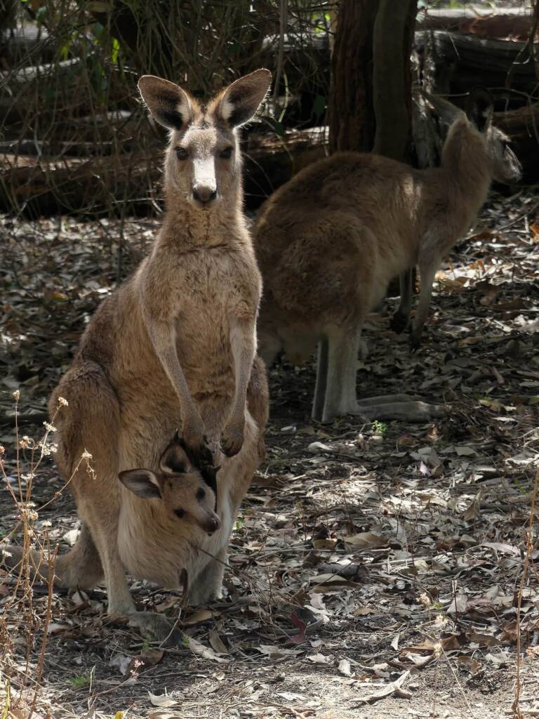 Mother and juvenile Eastern Grey Kangaroo (Macropus giganteus), Gold Coast QLD © Stefan Jones