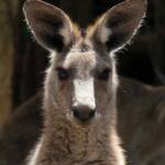 Eastern Grey Kangaroo (Macropus giganteus), Gold Coast QLD © Stefan Jones