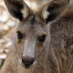 Eastern Grey Kangaroo (Macropus giganteus), Gold Coast QLD © Stefan Jones