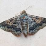 Deceased Eudesmeola lawsoni, Alice Springs NT