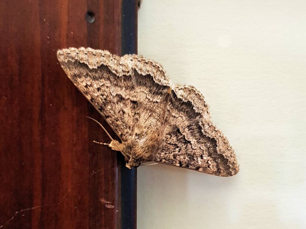 Lawson's Night Moth / Owlet Moth (Eudesmeola lawsoni), Alice Springs NT