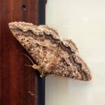 Lawson's Night Moth / Owlet Moth (Eudesmeola lawsoni), Alice Springs NT