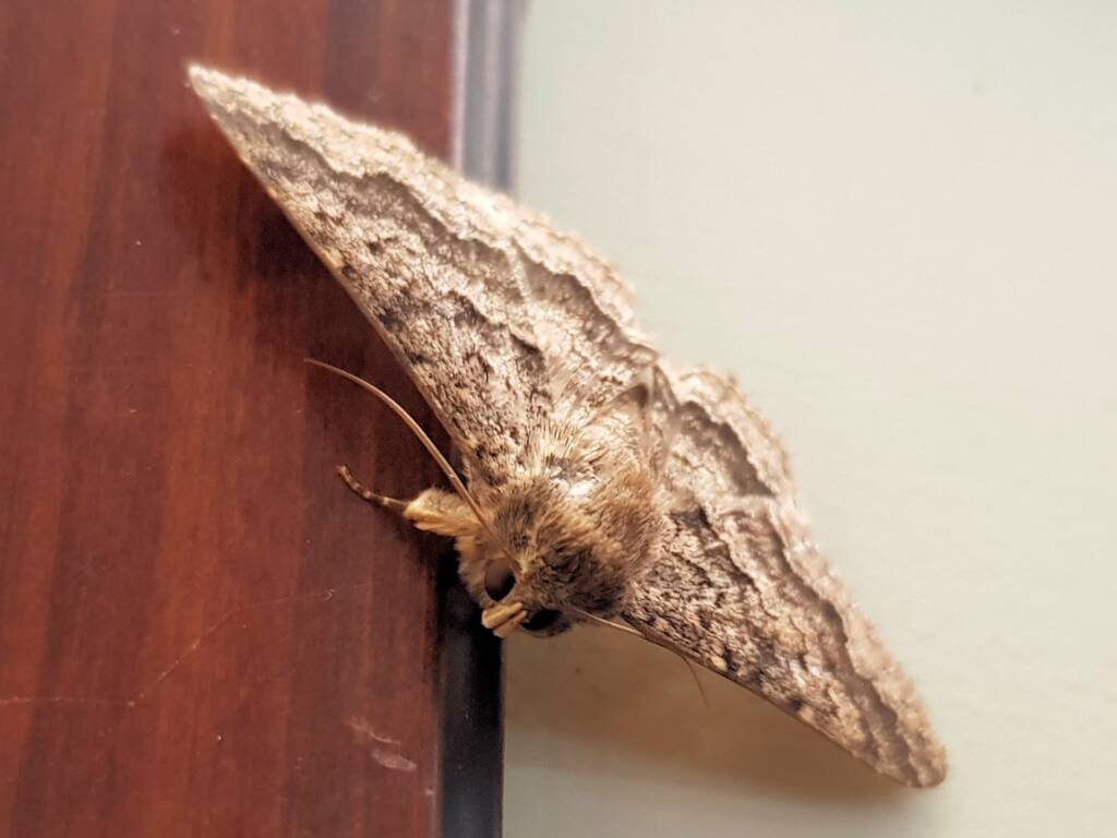Lawson's Night Moth / Owlet Moth (Eudesmeola lawsoni), Alice Springs NT