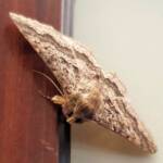 Lawson's Night Moth / Owlet Moth (Eudesmeola lawsoni), Alice Springs NT