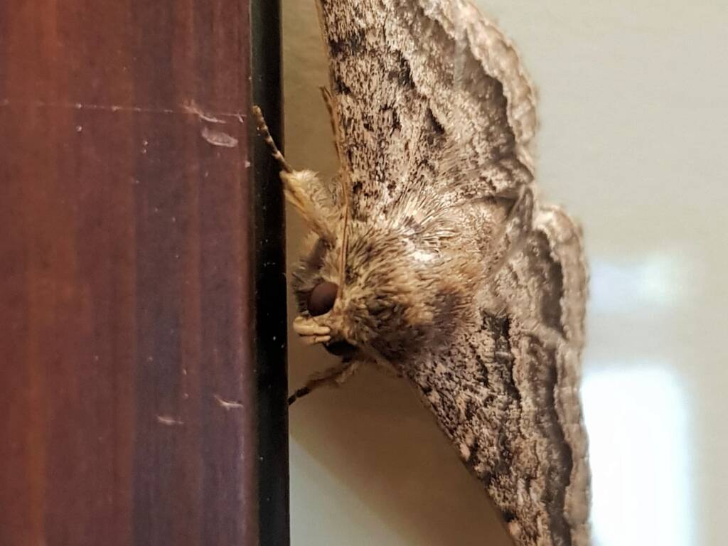Lawson's Night Moth / Owlet Moth (Eudesmeola lawsoni), Alice Springs NT