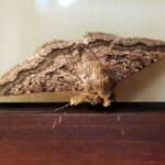 Lawson's Night Moth / Owlet Moth (Eudesmeola lawsoni), Alice Springs NT