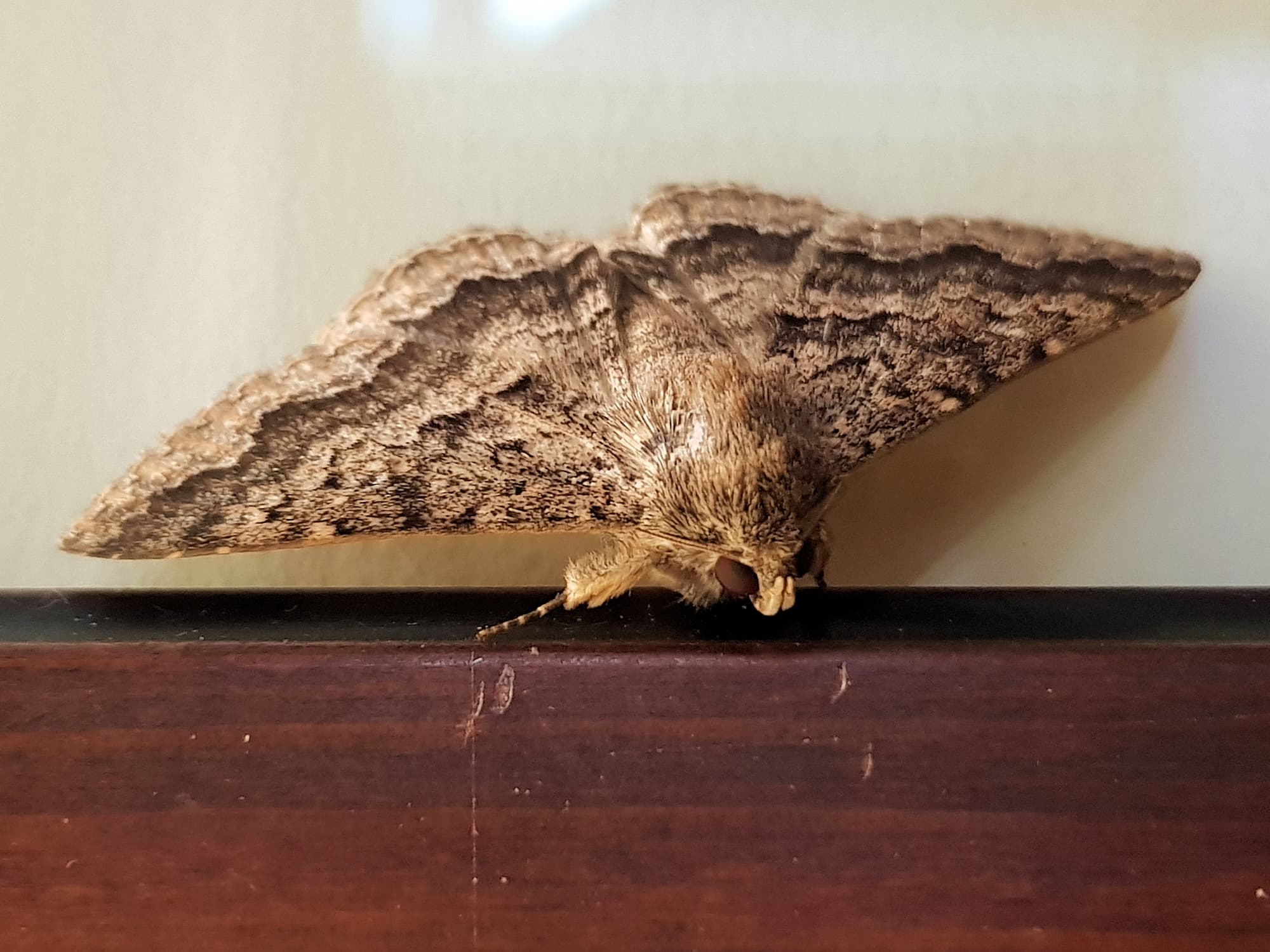 Lawson's Night Moth / Owlet Moth (Eudesmeola lawsoni), Alice Springs NT