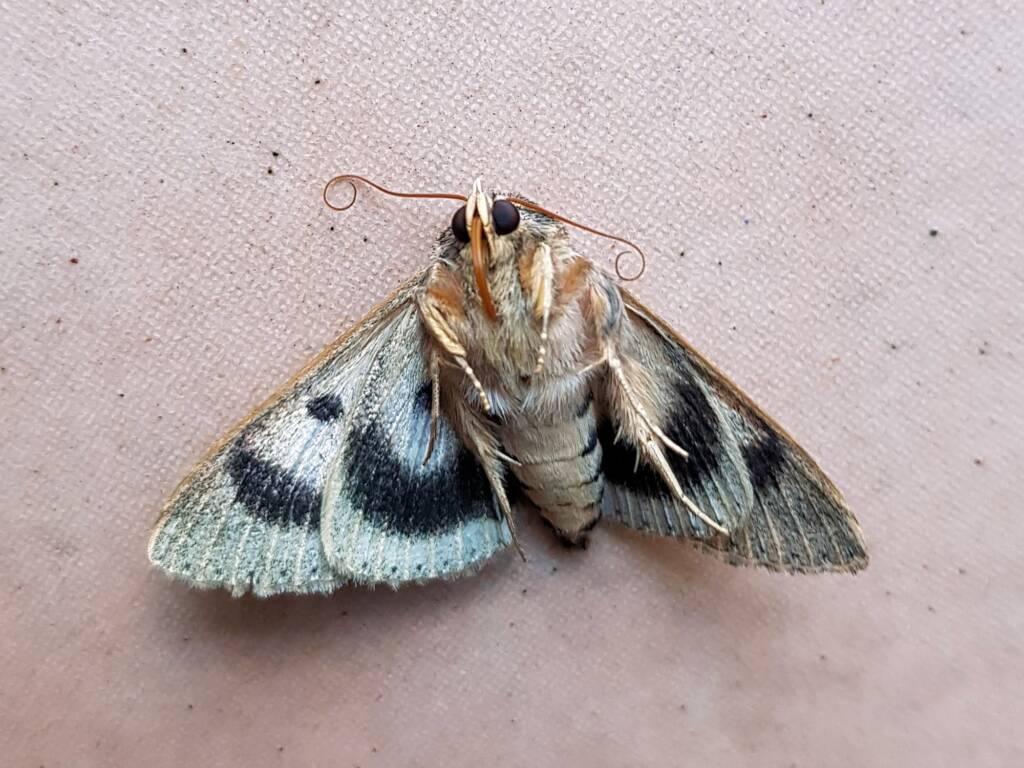 Deceased Eudesmeola lawsoni, Alice Springs NT